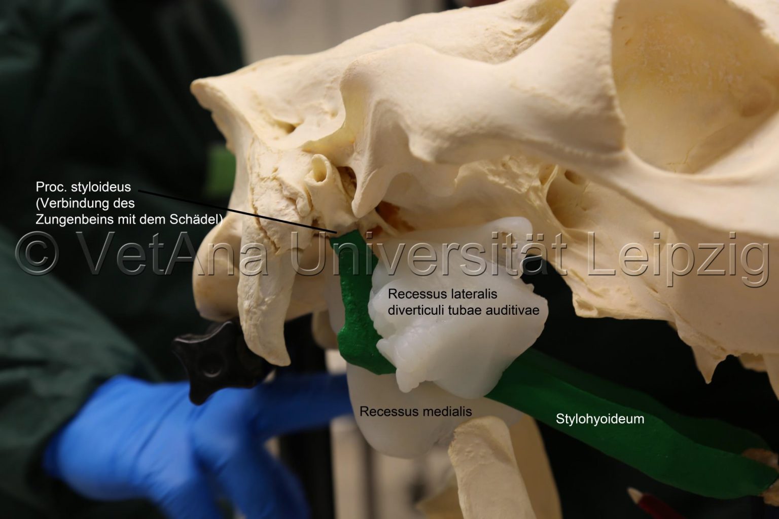 admin – Alexandra Otte | Pferdeosteopathie in Göttingen